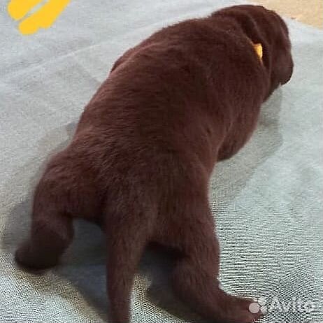 Лабрадор ретривер щенки