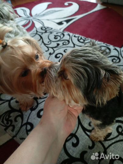 Йоркширский терьер