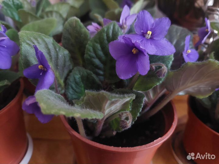 Фиалка в горшках