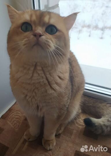 Кот в сапогах)