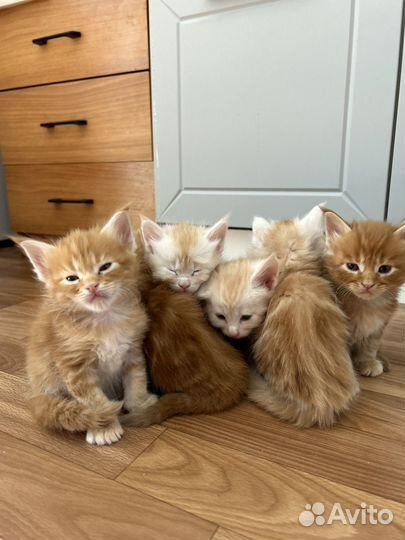 Мейн-кун котята
