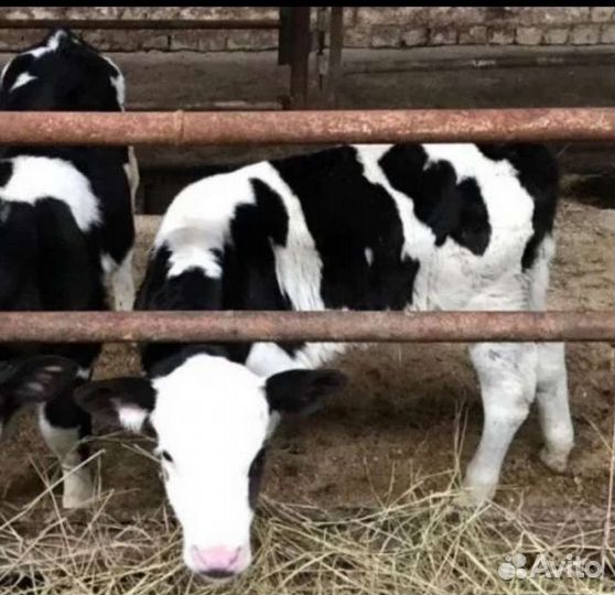 Телята бычки