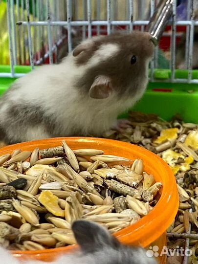 Сирийский хомяк малыш