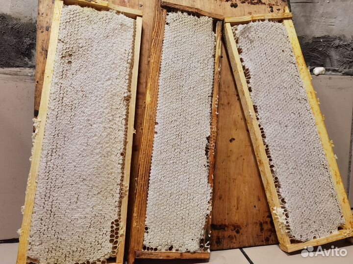 Рамка меда в сотах