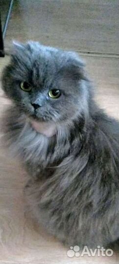 Ксюша-вислоух.длинношерстн.шотландка/хайленд фолд