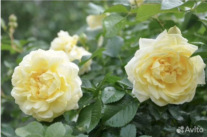 Роза Надя Мейяндекор