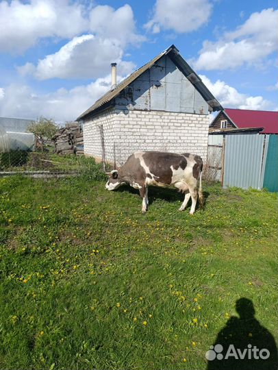 Корова с телёнком