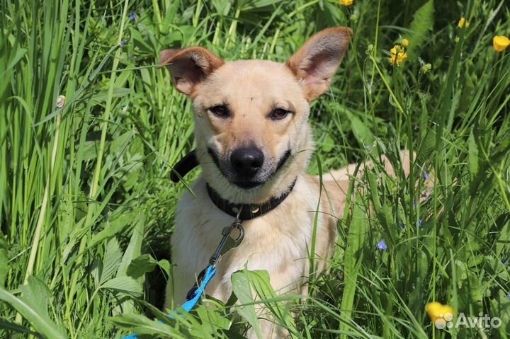 Собака Сьюзи