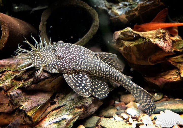 Телескоп. Злотые рыбки