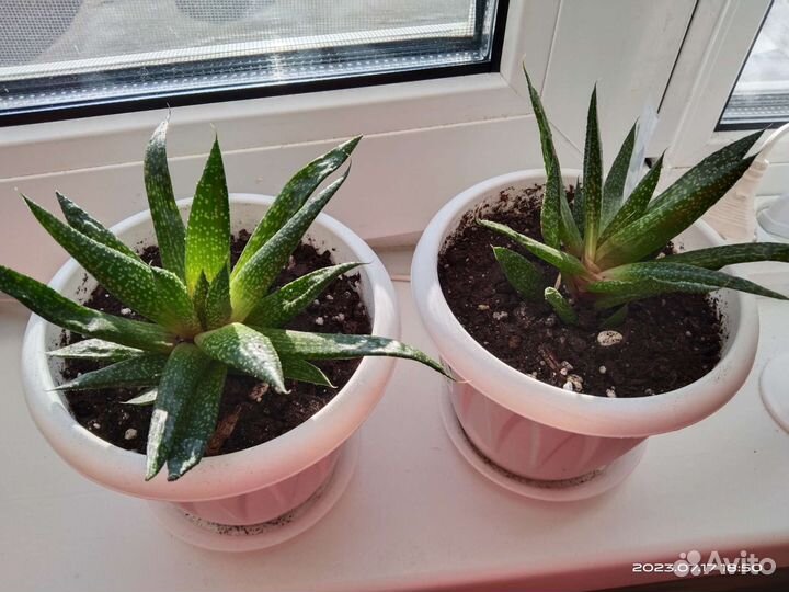 Алоэ остистое. Хавортия