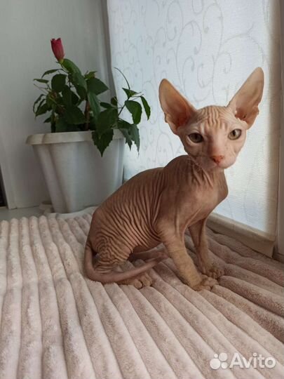 Донской сфинкс