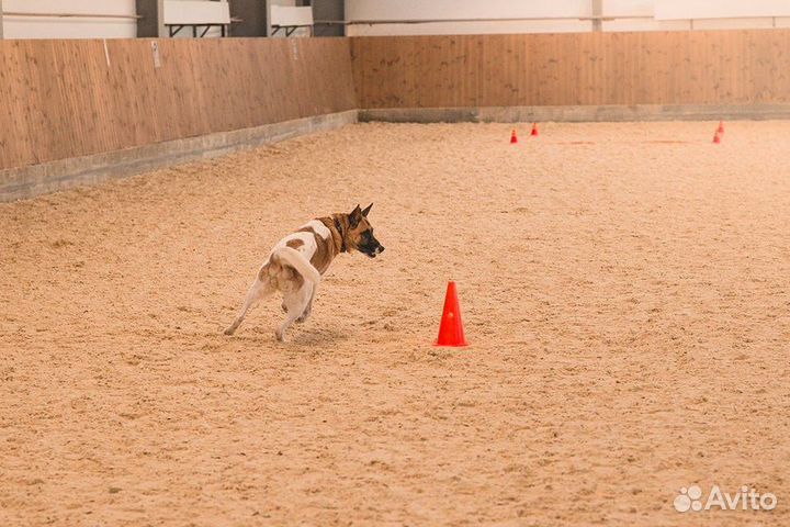 Кинолог. Дрессировка собак