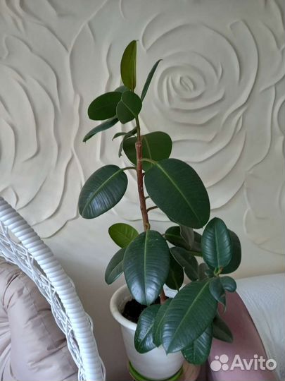 Замиокулькас фикусы Али Каучуконосный Бенжамин