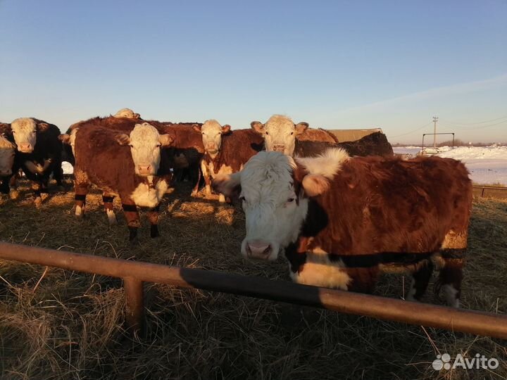 Тёлки герефордской породы