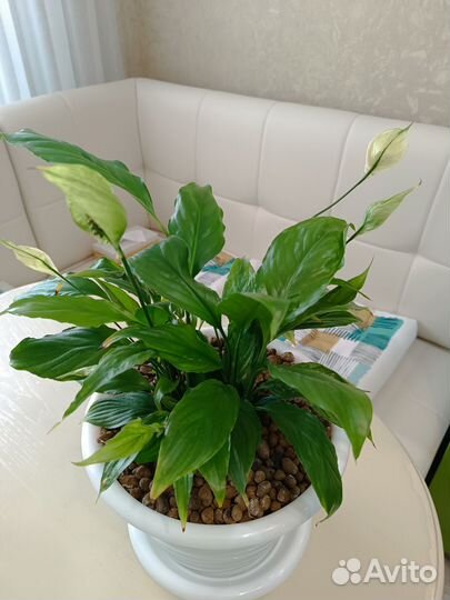 Спатифиллум шопен