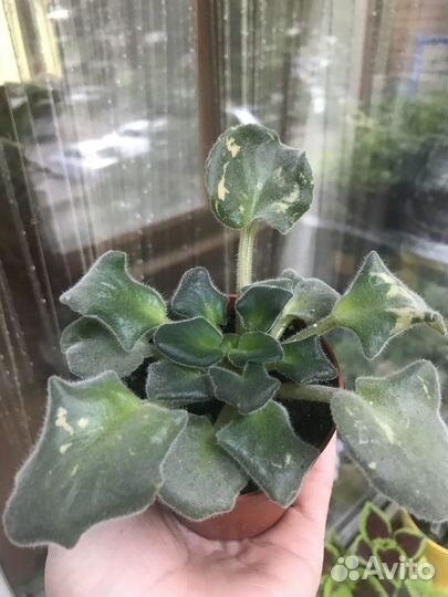 Фиалка, сансевиерия, стрептокарпус