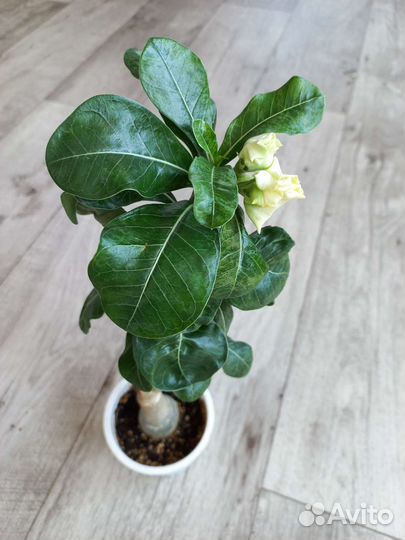 Адениумы сортые прививки