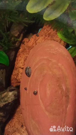 Теодоксус улитка