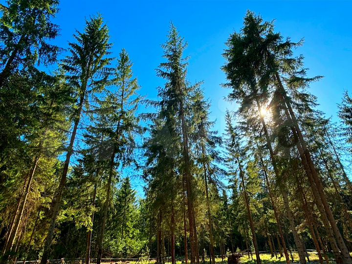 Участок 7,2 сот. (ИЖС)