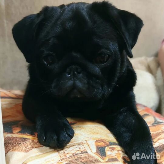 Черный мопс