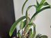 Орхидея дендрофаленопсис Thong Deang