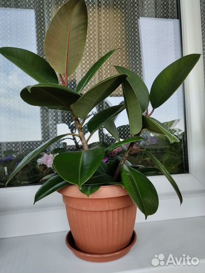 Фикус каучуконосный