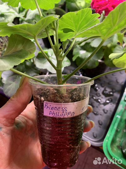 Пеларгонии сортовые