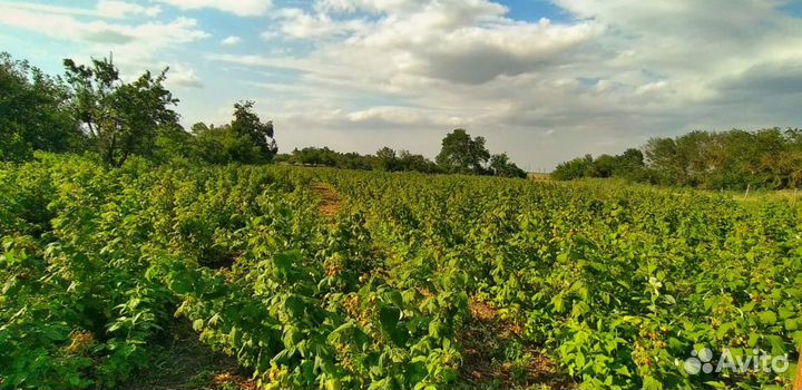 Малина Оптом