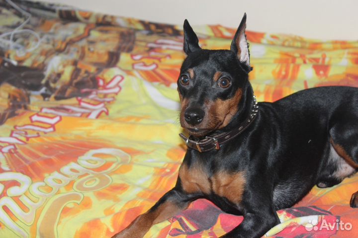 Вязка цвергпинчер