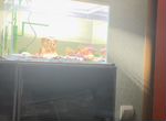 Лягушка шпорцевая аквариумная с аквариумом