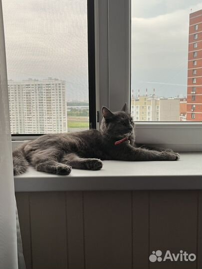 Домашние животные кошки