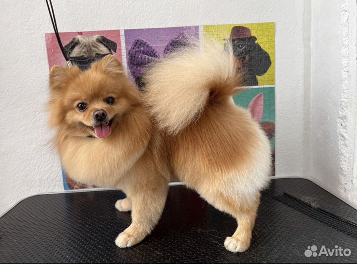 Немецкий шпиц вязка