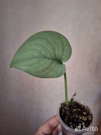 Сциндапсус сильвер хиро