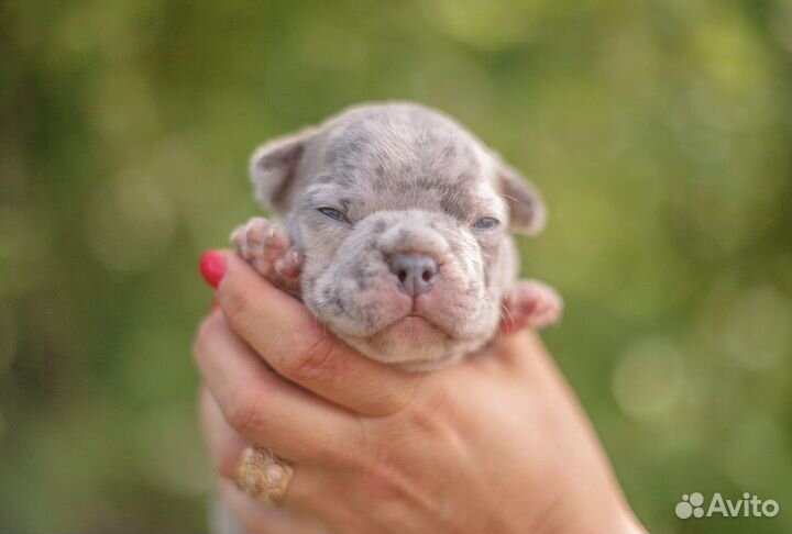 Французский бульдог голубой солид и мерле