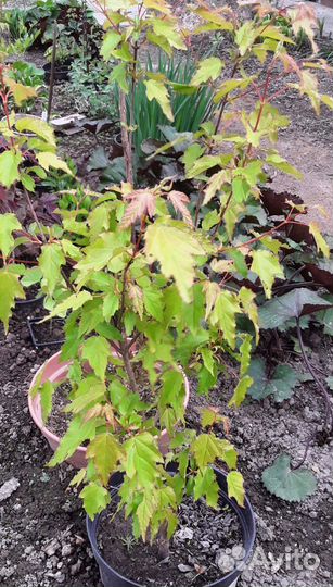 Клён Гиннала. 3-хлетка