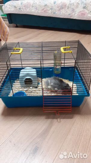 Сирийский хомяк с клеткой