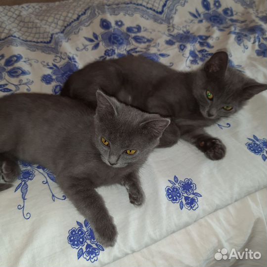 Дымчатые котята