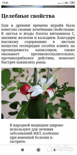 Мурайя-домашний лекарь