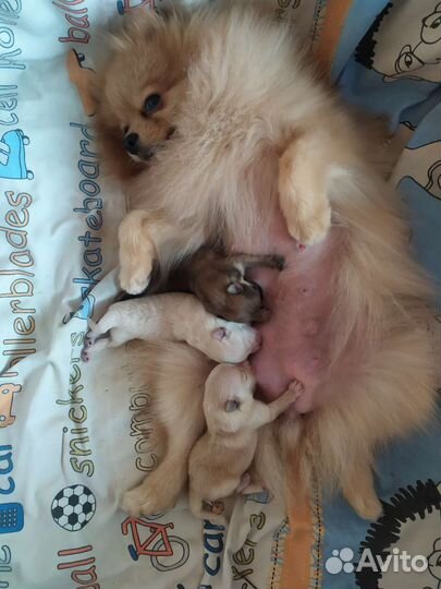 Идеальный мальчик РКФ