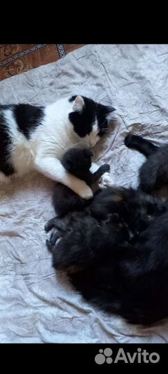 Котята бесплатно