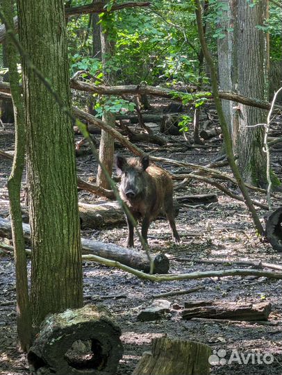 Дикий кабан