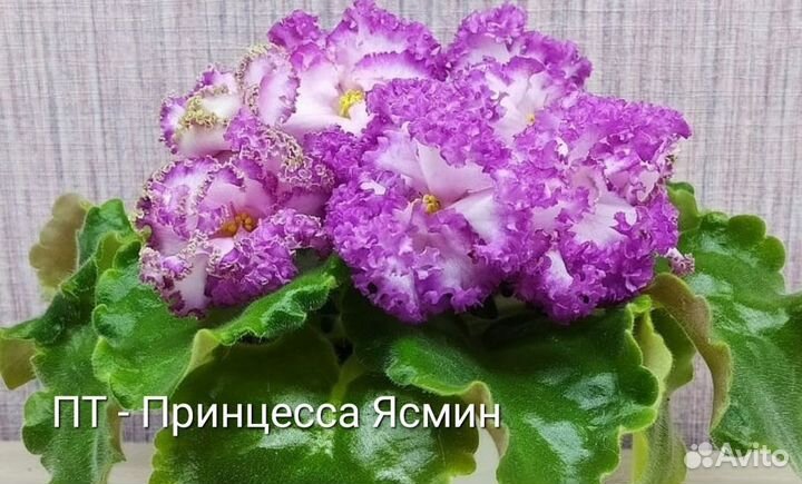 Фиалка, лист