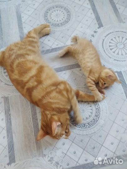 Курильский бобтейл