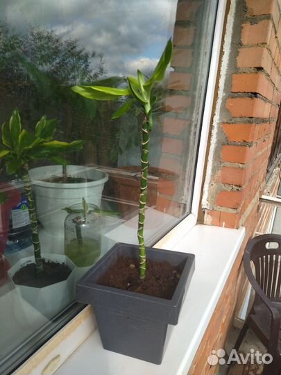 Пальма юкка