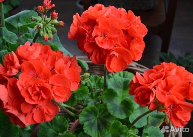 Пеларгония Ainsdale Duke