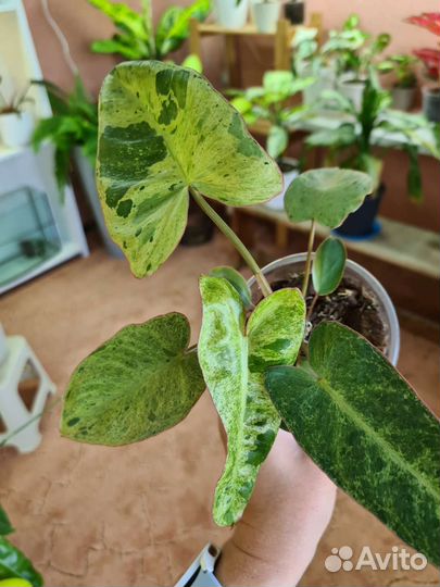 Филодендрон параисо верде