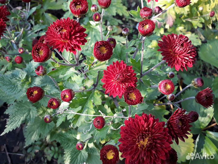 Многолетние хризантемы