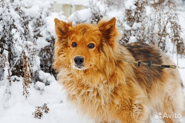 Герда- собака с внешностью лисички в поиске дома объявление продам