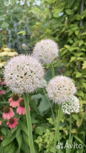 Лук декоративный двух видов