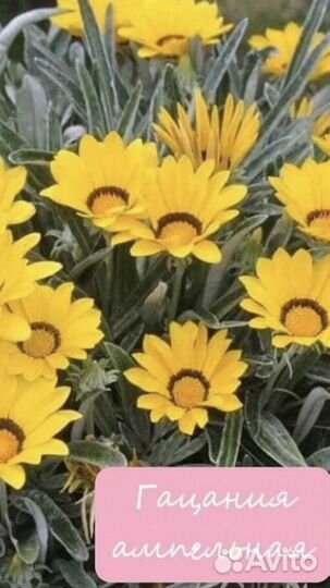 Аптения вариегатная